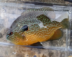 Lepomis megalotis × peltastes