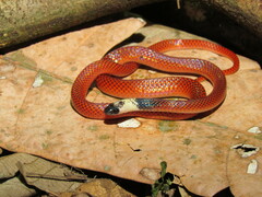 Drepanoides anomalus