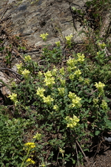 Scutellaria oreophila