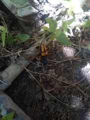 Dendrobias mandibularis