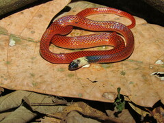 Drepanoides anomalus