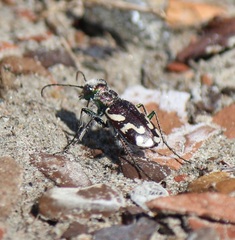 Cicindela fulgida