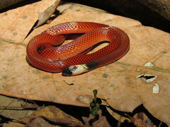 Drepanoides anomalus