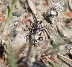 Cicindela fulgida