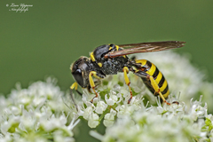 Ectemnius lituratus