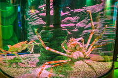 Macrocheira kaempferi