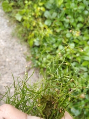 Moehringia muscosa