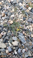 Draba streptobrachia