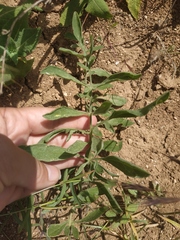 Centaurea salonitana