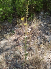 Verbascum sinuatum