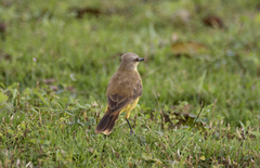 Machetornis rixosa