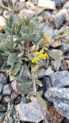 Draba streptobrachia