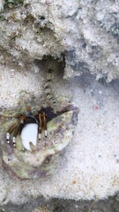 Calcinus laevimanus