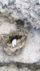 Calcinus laevimanus