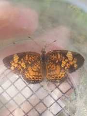 Phyciodes tharos