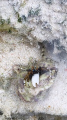 Calcinus laevimanus