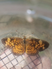 Phyciodes tharos
