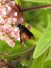 Arge abdominalis