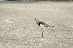 Vanellus chilensis