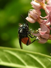 Arge abdominalis