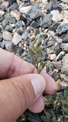 Draba streptobrachia