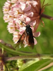 Arge abdominalis