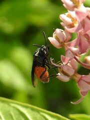 Arge abdominalis