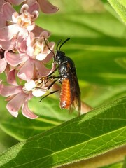 Arge abdominalis