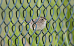 Ammodramus humeralis