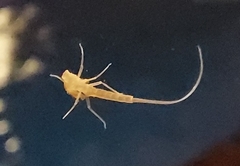 Ephemeroptera