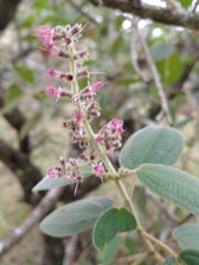 Miconia