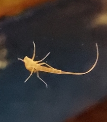 Ephemeroptera