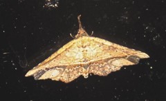 Philogethes metableta