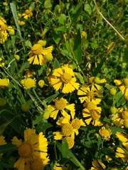 Helenium autumnale