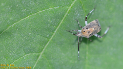 Eurystylus coelestialium