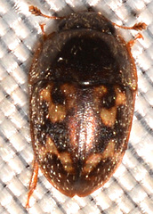 Cryptarcha strigatula