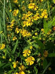 Helenium autumnale