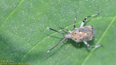 Eurystylus coelestialium