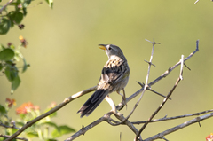 Emberizoides herbicola