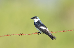 Tachycineta albiventer