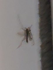 Diptera