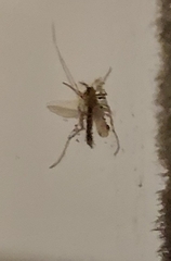 Diptera