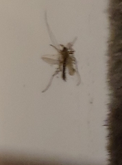 Diptera