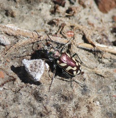 Cicindela fulgida