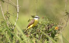 Pitangus sulphuratus