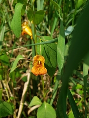 Impatiens capensis