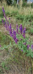 Salvia deserta