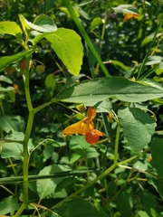 Impatiens capensis