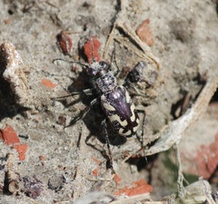 Cicindela fulgida