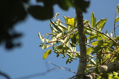 Ehretia tinifolia